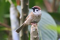 Eurasian Tree Sparrow